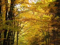 Herbstwald