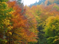 Herbstfarben